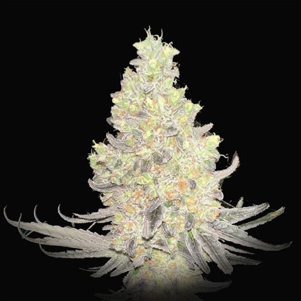 Dragon Claw Genetics Cherry Garcia