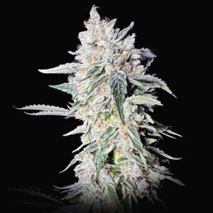 Dragon Claw Genetics Coffee Gelato