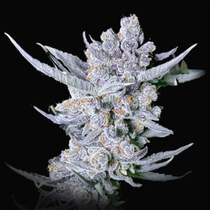 Dragon Claw Genetics Cookie Tang