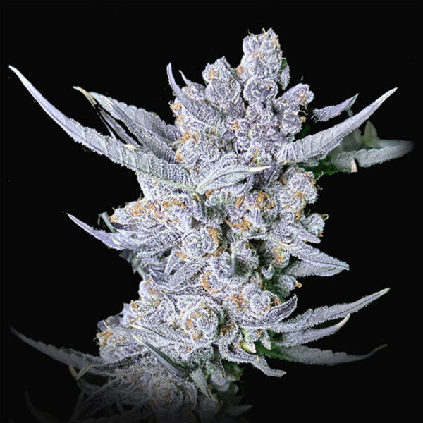 Dragon Claw Genetics Cookie Tang