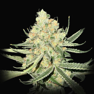 Dragon Claw Genetics Darwin's Dream