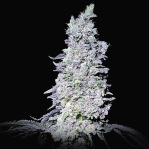 Dragon Claw Genetics Frosty Garcia