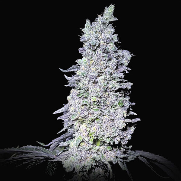 Dragon Claw Genetics Frosty Garcia