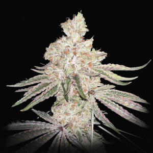 Dragon Claw Genetics Godfather Funk