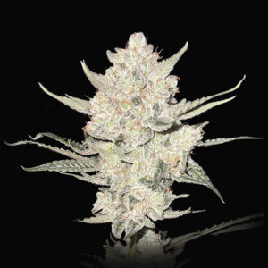 Dragon Claw Genetics Grape Mamba