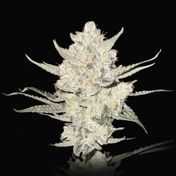 Dragon Claw Genetics Grape Mamba