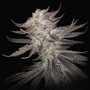 Dragon Claw Genetics Grape Mt. Kush