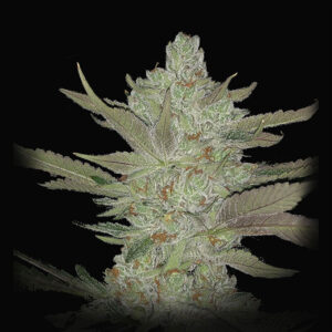 Dragon Claw Genetics Orange Tang