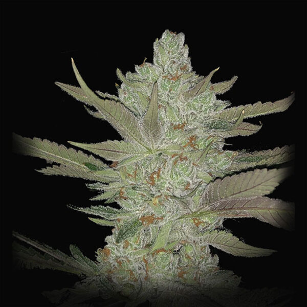 Dragon Claw Genetics Orange Tang