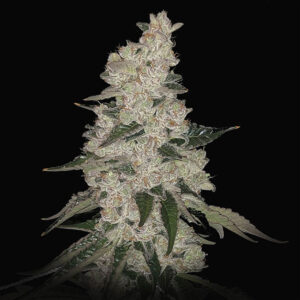 Dragon Claw Genetics Pepe Le Pew