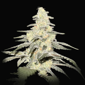 Dragon Claw Genetics Skunk Fire
